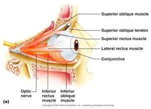 anatomy van het oog
